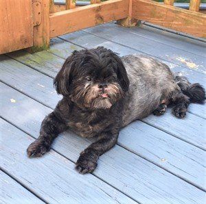 Brindle sales shih tzu